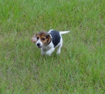 Cachorro Beagle para venda