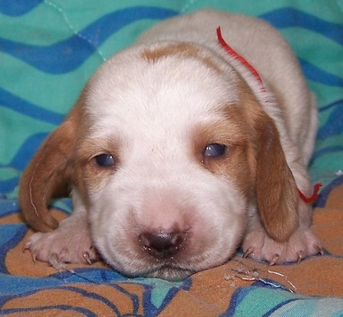 mais bonitos Cachorro Basset Hound para venda