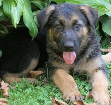 Cachorro de pastor alemão para adopção
