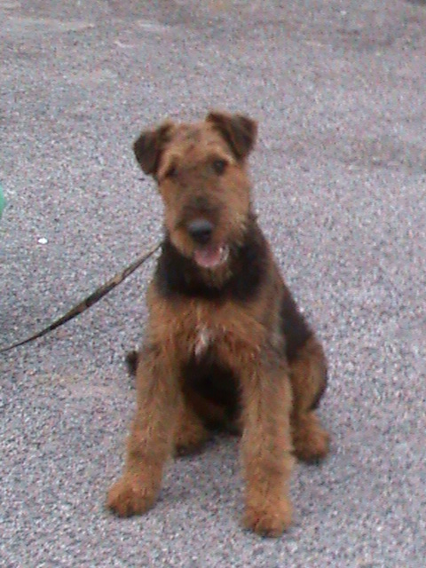 Airedale Terrier para breve