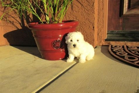 Neve afetuoso branca pequena raça pura Bichon Frise