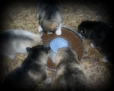 Carinhosos cachorros Alaskan Malamute para aprovação  