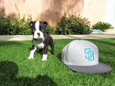 Adorável masculino / feminino Boston Terrier cachorros para boas casas