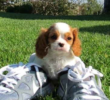 DESLUMBRANTE CAVALIER KING CHARLES 