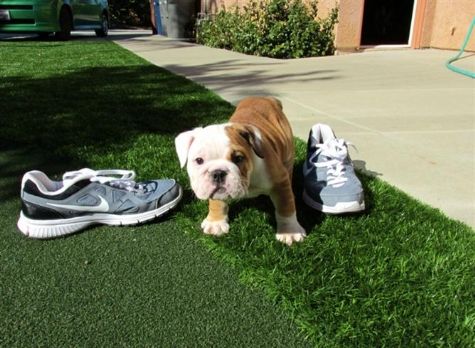 Adorável AKC Bulldog Inglês Cachorro