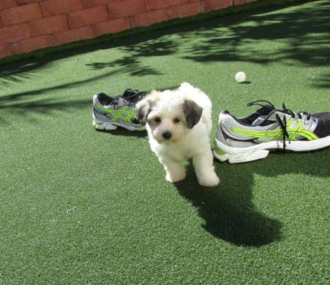 Macho e fêmeas Maltês cachorros estão prontos 