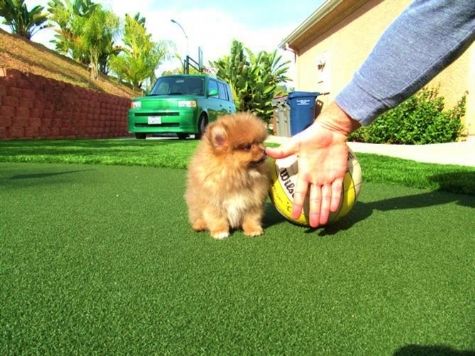 adoráveis Pomeranian cachorros para adoção