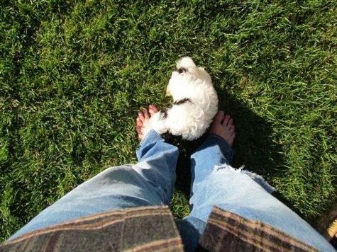 Pura raça Shih Tzu Cachorro à venda 