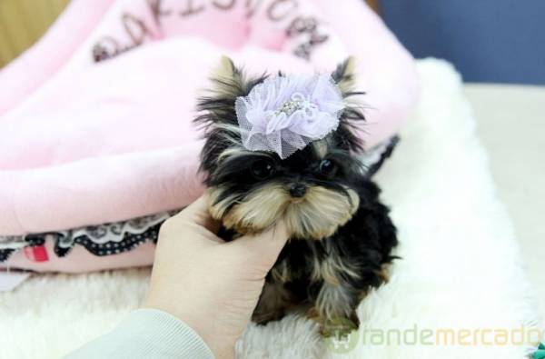  Cachorro de yorkshire terrier prontos para adoção