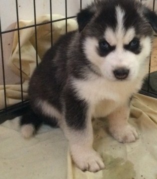 Cachorros husky Wizboyy listo para ir a casa