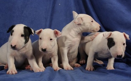 Bull Terrier