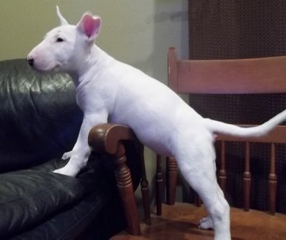 Bull Terrier