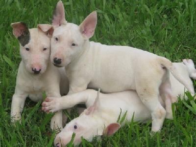 Bull Terrier