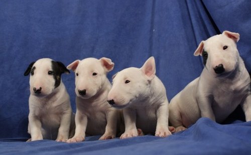 Bull Terrier