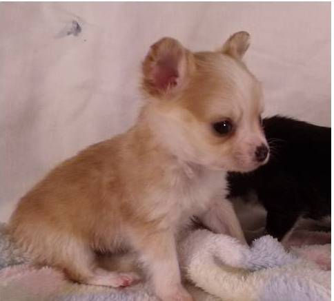 Chihuahua