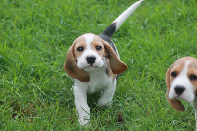 Cachorro Beagle IMPRESSIONANTE