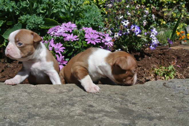 Os Cachorro de cachorro de Boston Terrier