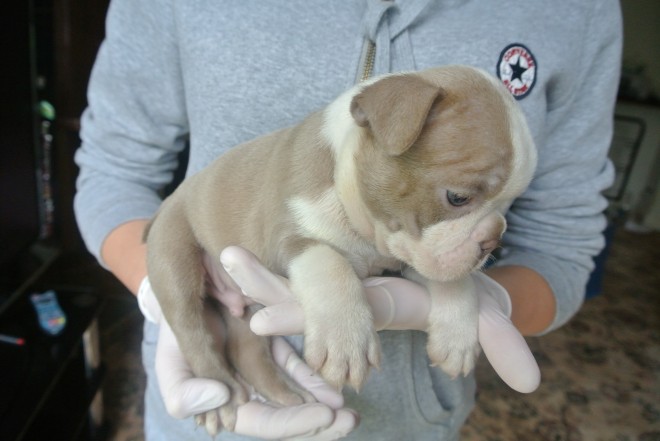 Os Cachorro de cachorro de Boston Terrier