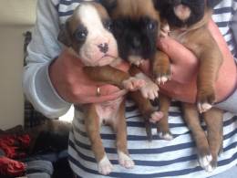 Boxer Cachorro meninos e meninas à esquerda