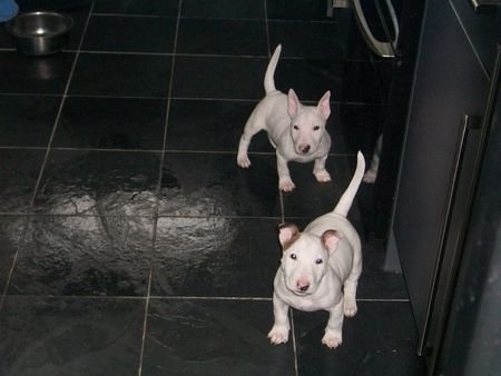 Linda Bull Terrier Cachorro