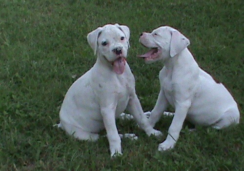  Boxer Cachorro prontos
