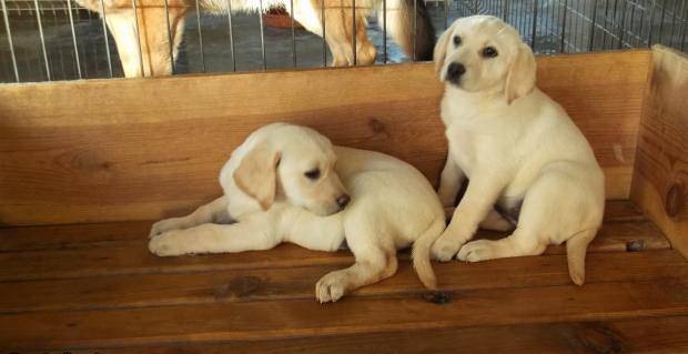labradores retriver puros