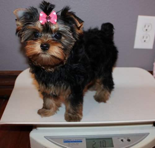  Yorkshire Terrier Super Miniatura