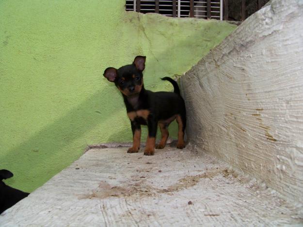 pincher superminiatura 