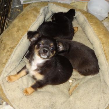 Bonito Cachorro Toy Pomeranian