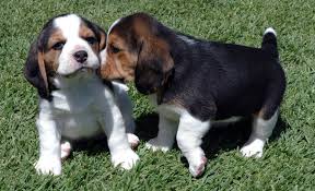 Início Bred Beagles Cachorro