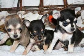 Chihuahua cachorros Saudável