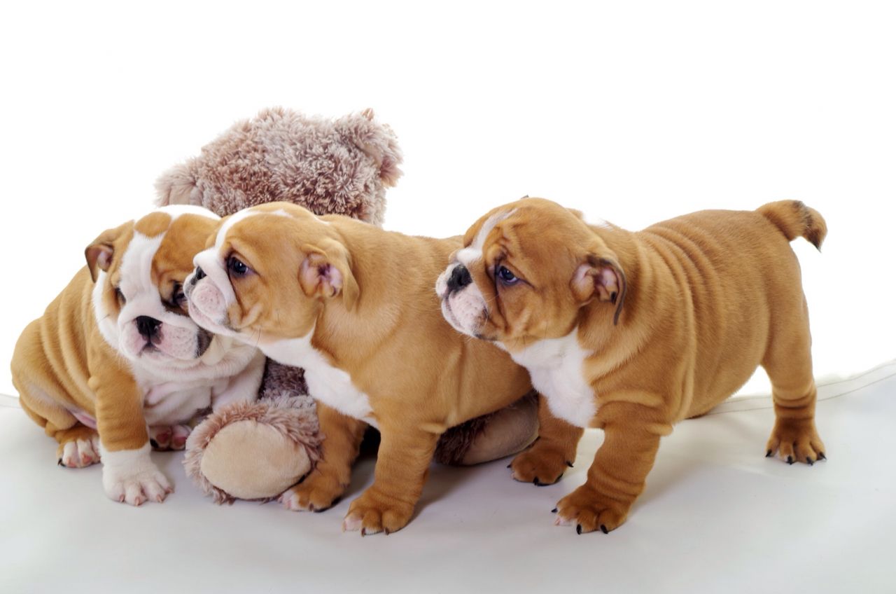 Cachorro Bulldog Inglês