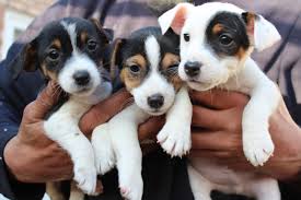 Cachorro de cachorro Jack Russell