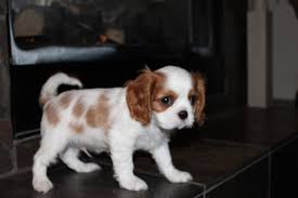 Cavalier king charles Cachorro