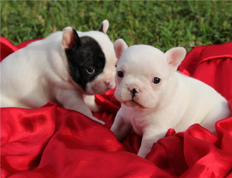 Cachorro de cachorro bulldog francês
