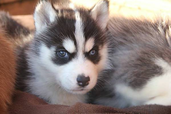 Siberian Husky bonita com gelados olhos azuis
