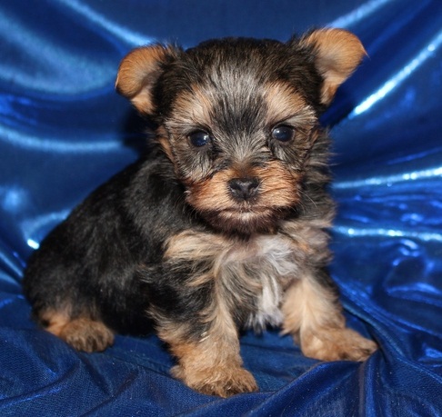 12 semanas Yorkshire Terrier prontos para a sua nova casa