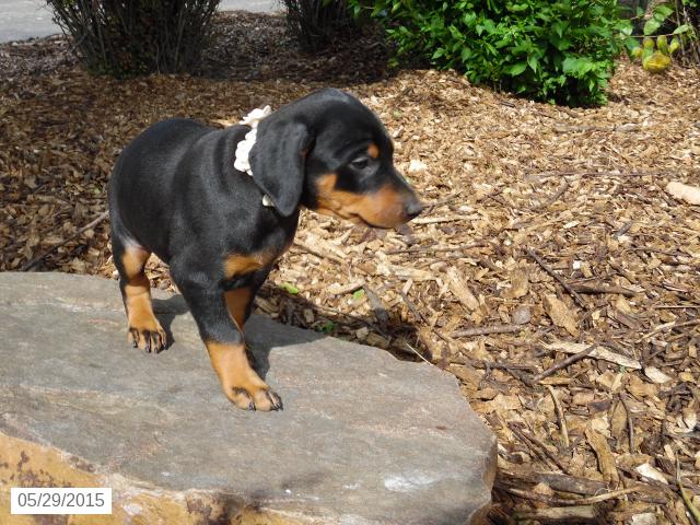 Os Cachorro de cachorro do Pinscher do Doberman para realojamento