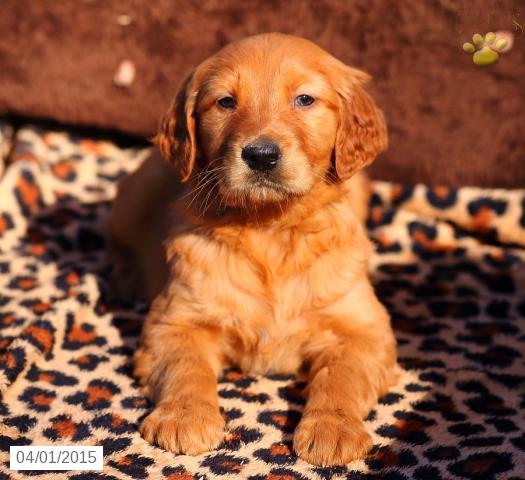 Os Cachorro de cachorro do golden retriever para casa nova ou amigo ..