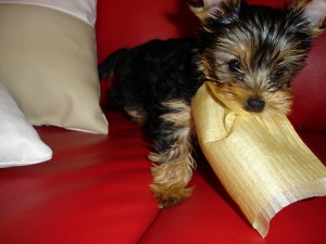 Dois machos e fêmea Yorkshire Terrier Cachorro de cachorro bonito e adorável para adoção casa