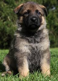 Cachorro de cachorro pastor alemão masculino e feminino à procura de um novo lar para adoção