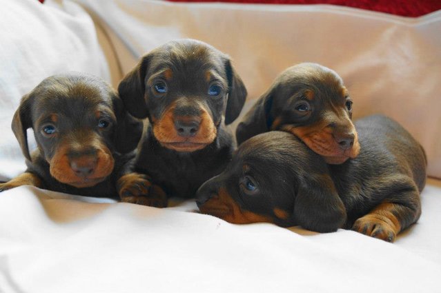 Cachorro de cachorro do Dachshund para venda, meninos e meninas doces disponíveis.