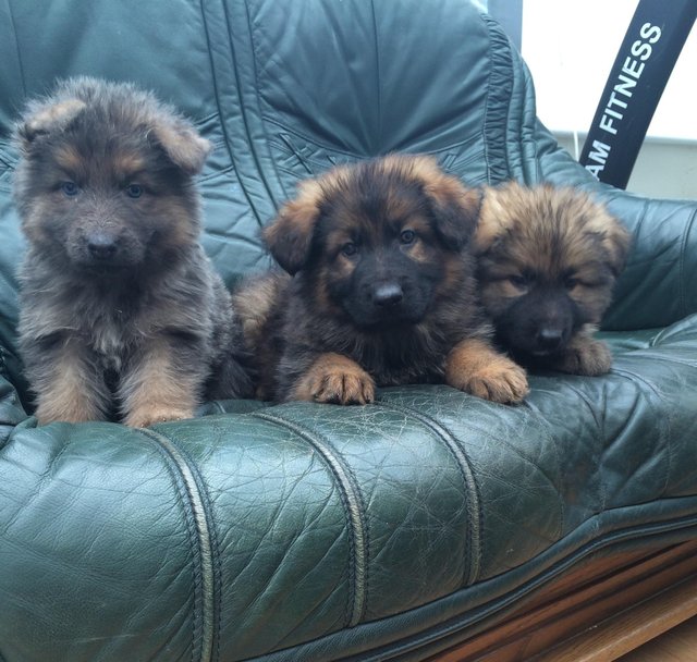 lindos Cachorro de cachorro pastor alemão para venda