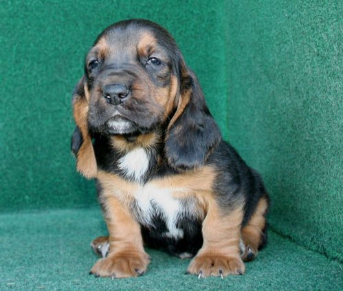 Os Cachorro de cachorro de Basset Hound pronto para novas casas