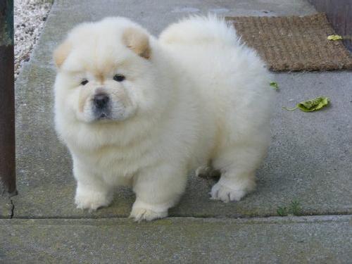 registrada masculino comida de comida e Cachorro de cachorro fêmea pronto para um novo lar.