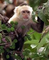 Macaco-prego bonito pronto para um novo lar.