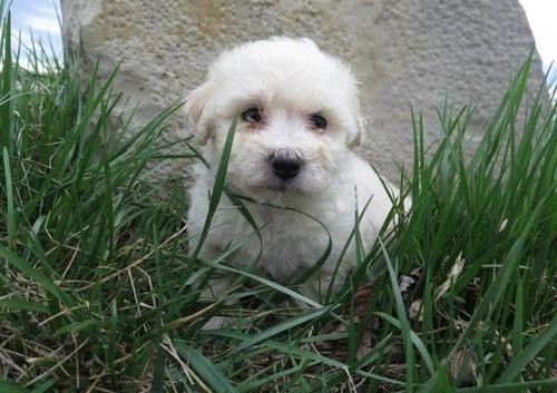 Bichon Frise disponíveis para realojamento