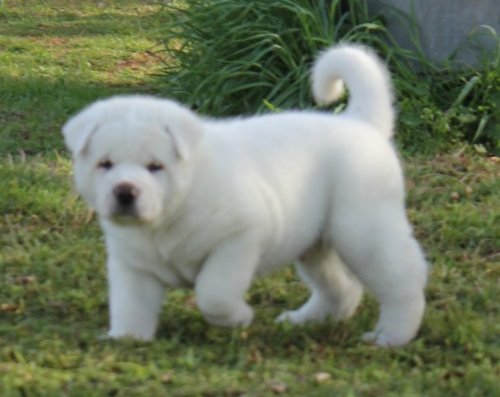 Akita Puppies Available For re-Homing Veterinarian examination