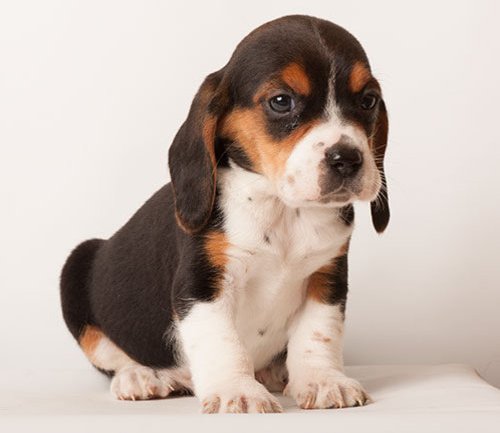 Beagle Puppies Available For re-Homing