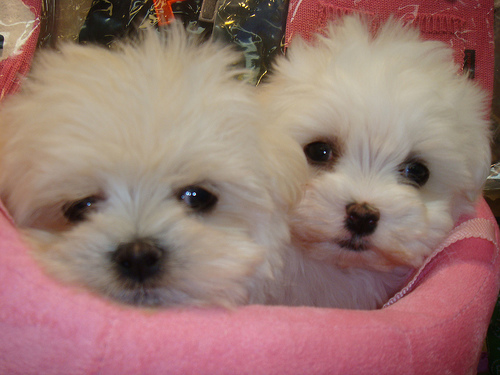 lindos maltês Cachorro para venda